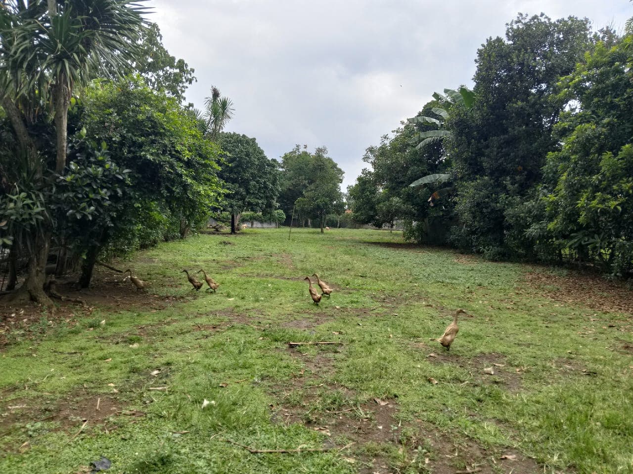 Tanah di Legok - 2